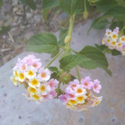 Location: My backyard
Date: 2021-07-01
Twin flower clusters