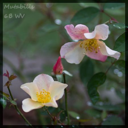 Photo of Rose (Rosa 'Mutabilis') uploaded by MichelleB675