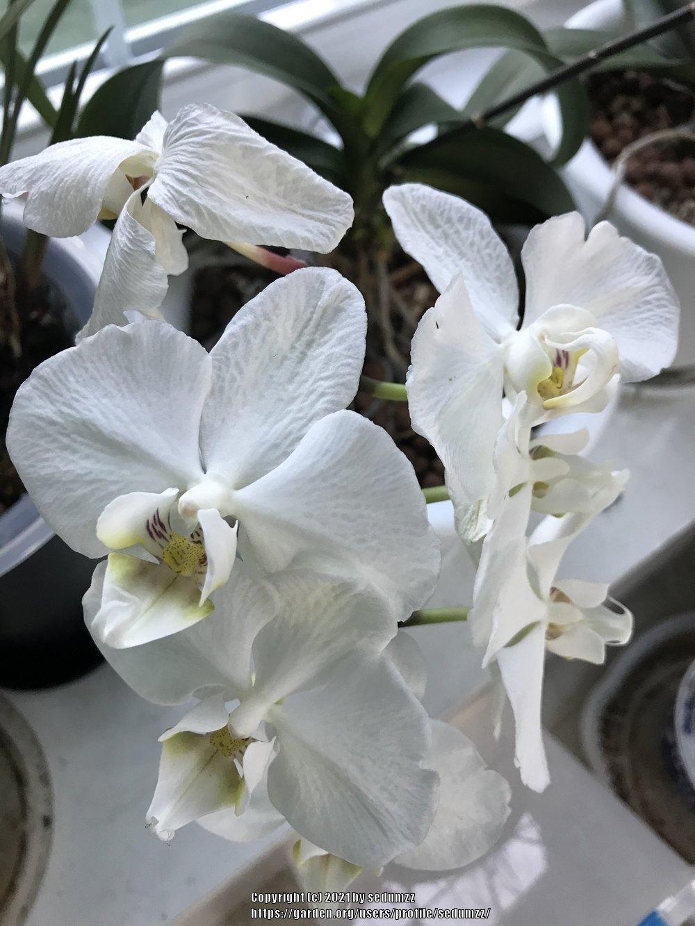 Photo of Moth Orchid (Phalaenopsis) uploaded by sedumzz