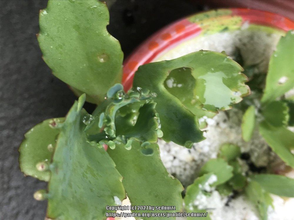 Photo of Mother of Millions (Kalanchoe laetivirens) uploaded by sedumzz