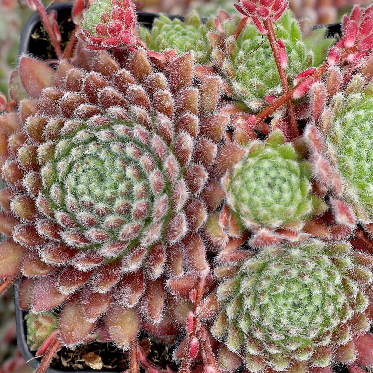 Photo of Hen and Chicks (Sempervivum 'Classic') uploaded by Joy