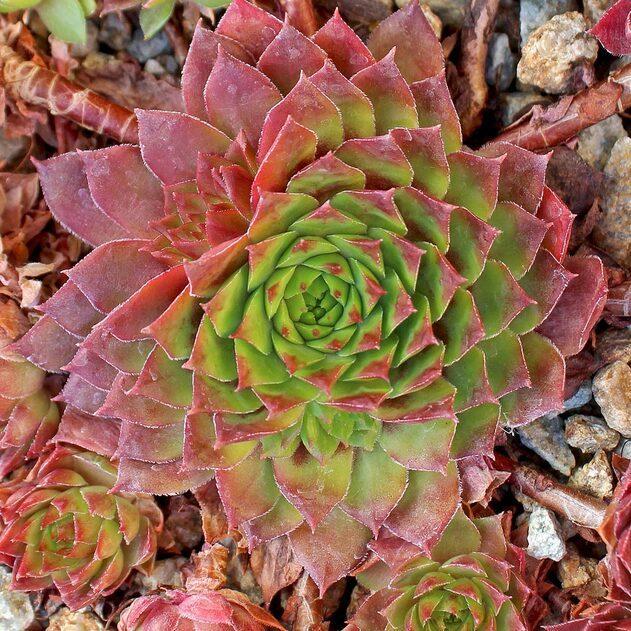 Photo of Hen and Chicks (Sempervivum 'Stuffed Olive') uploaded by Joy