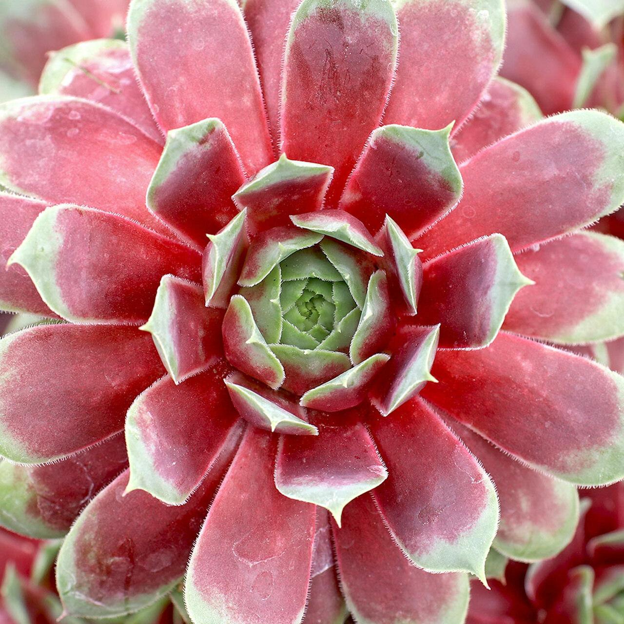 Photo of Hen and Chicks (Sempervivum 'Ruby Heart') uploaded by Joy