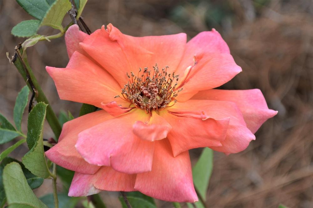 Photo of Rose (Rosa 'Mojave') uploaded by LisaPCB