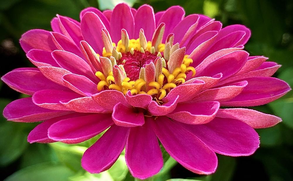 Photo of Zinnia uploaded by csandt