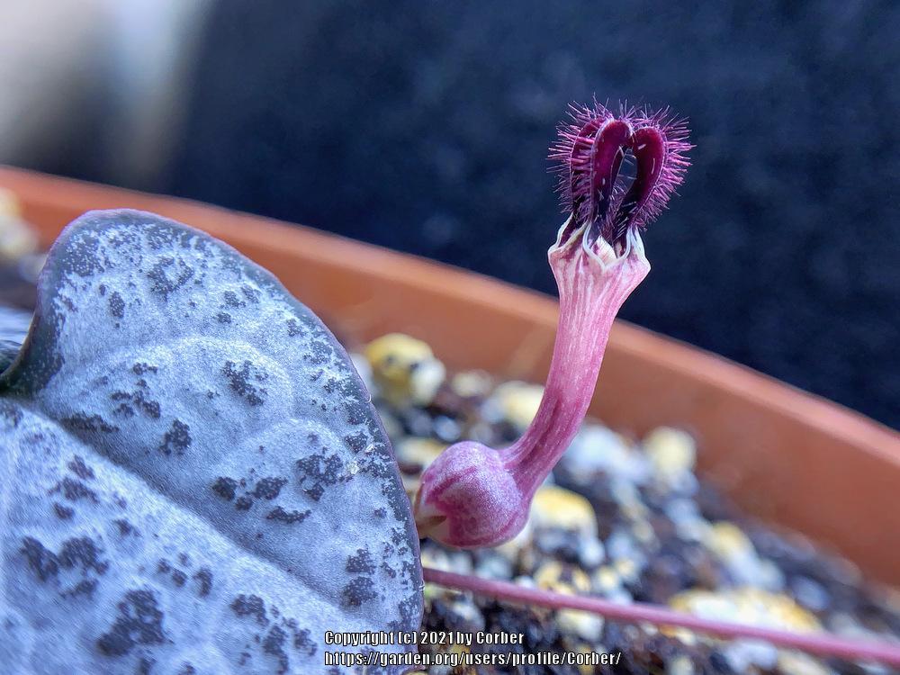 Photo of String of Hearts (Ceropegia woodii) uploaded by Corber