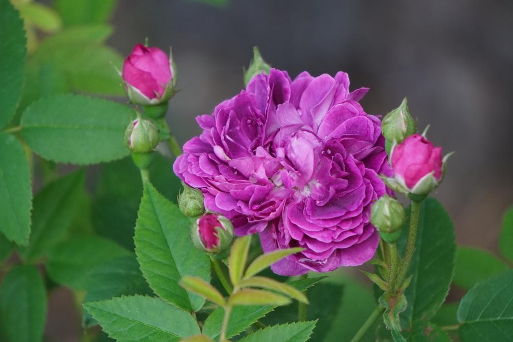 Photo of Rose (Rosa 'The Bishop') uploaded by D3LL