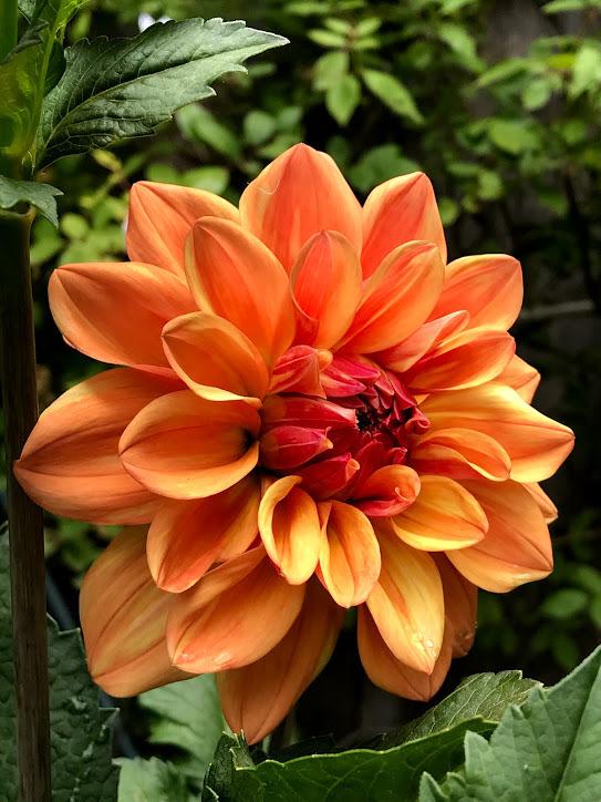 Photo of Dahlia 'Ferncliff Copper' uploaded by pmpauley