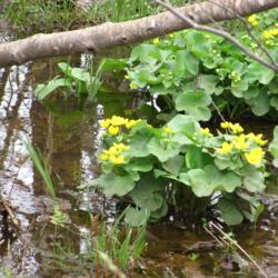Location: charlottetown, pei, canada
Date: 2014-05-18
Marsh Marigold (Caltha palustris),in a marshy area nearby.