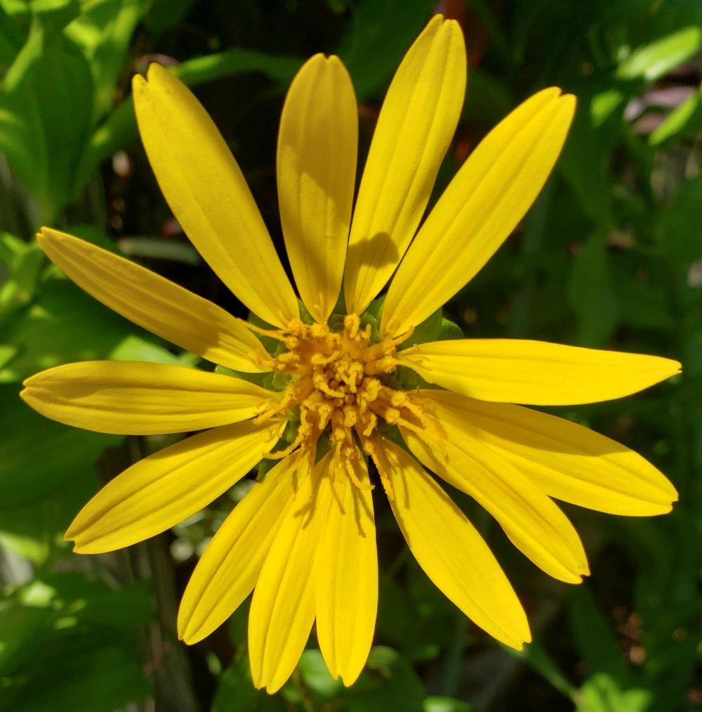 Photo of Starry Rosinweed (Silphium asteriscus) uploaded by CBJoyce