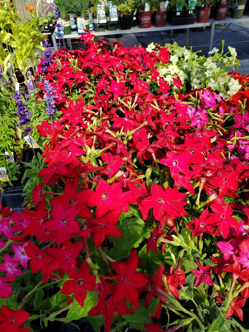 Photo of Flowering Tobacco (Nicotiana alata Saratoga™ Red) uploaded by Cgull835