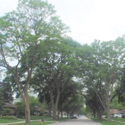 Location: Des Plaines, Illinois
Date: 2021-06-29
about 8 or 10 surviving old trees down the street