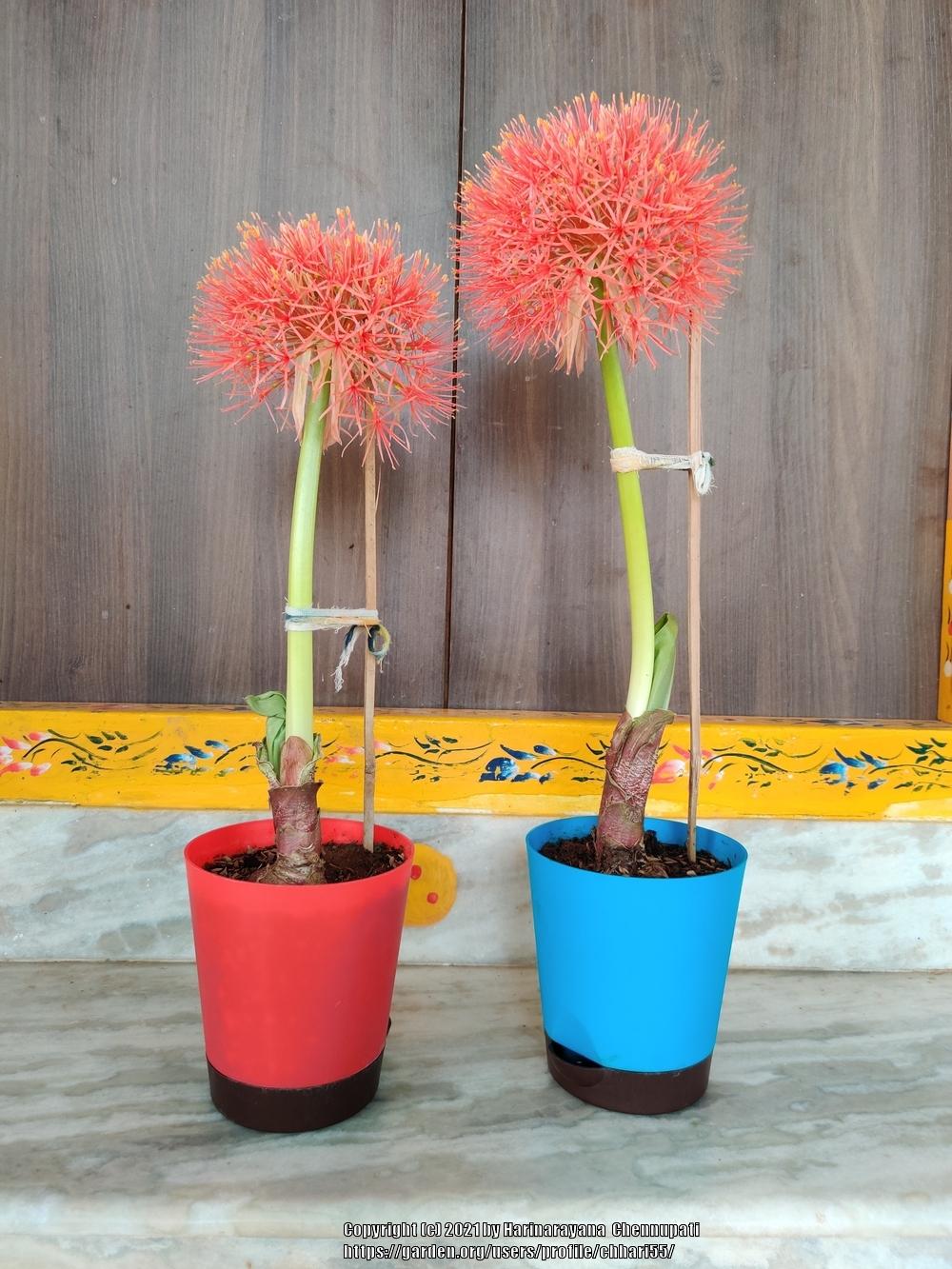 Photo of African Blood Lily (Scadoxus multiflorus) uploaded by chhari55