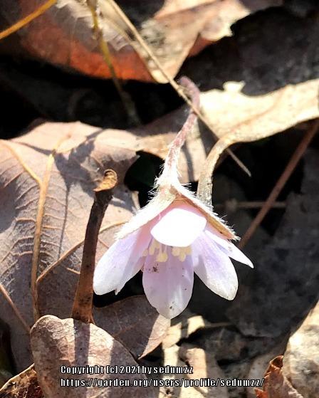 Photo of Sharp-Lobed Hepatica (Hepatica nobilis var. acuta) uploaded by sedumzz