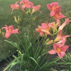 Location: My garden, along Island NY
Date: July 6, 2021
1st bloom season, amazing!