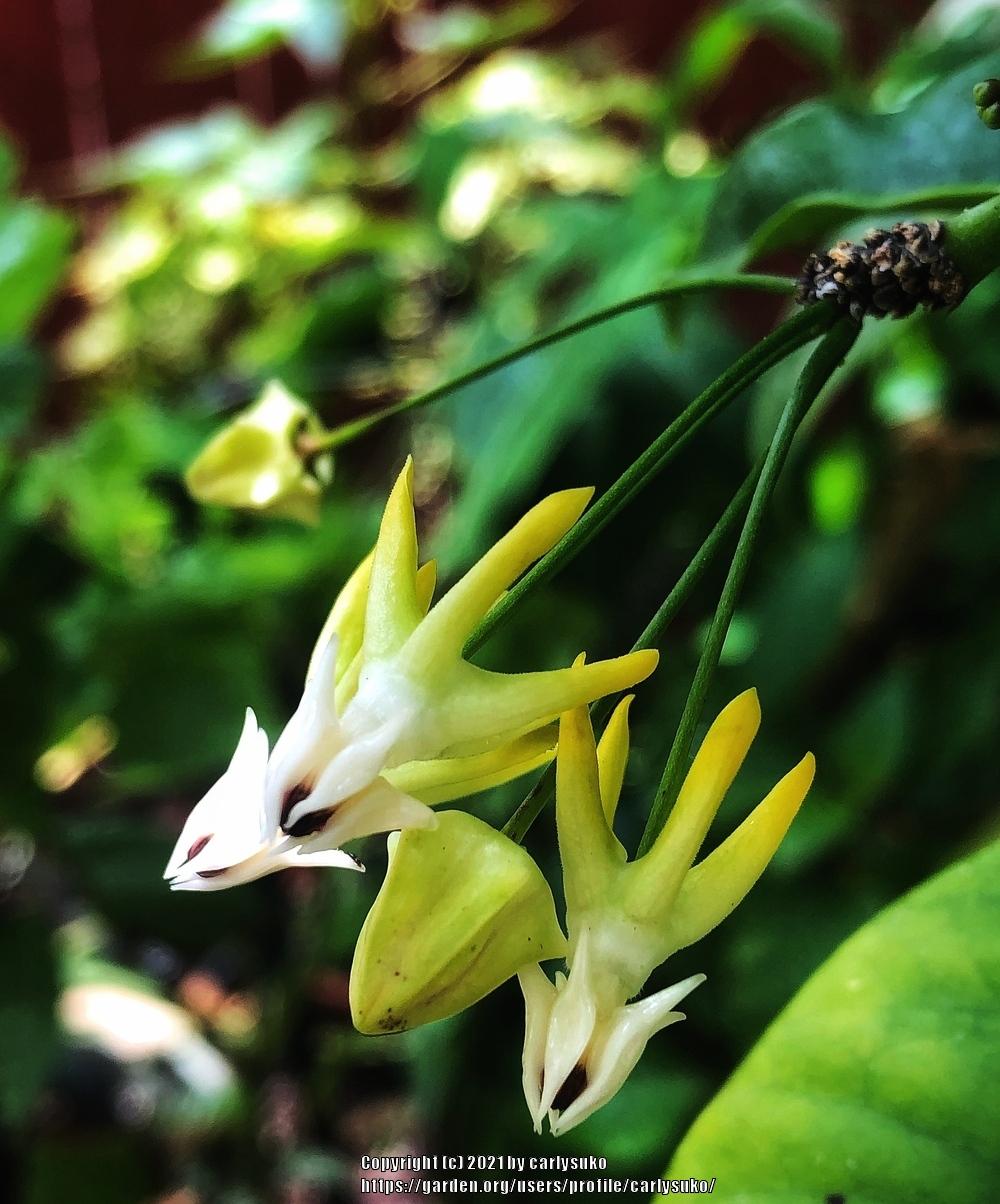 Photo of Shooting Star Hoya (Hoya multiflora) uploaded by carlysuko