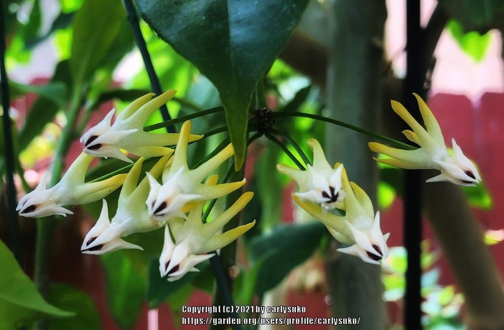 Photo of Shooting Star Hoya (Hoya multiflora) uploaded by carlysuko