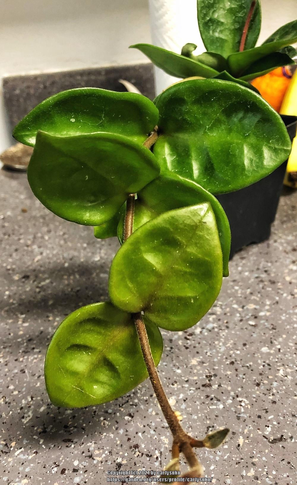 Photo of Wax Plant (Hoya carnosa 'Chelsea') uploaded by carlysuko