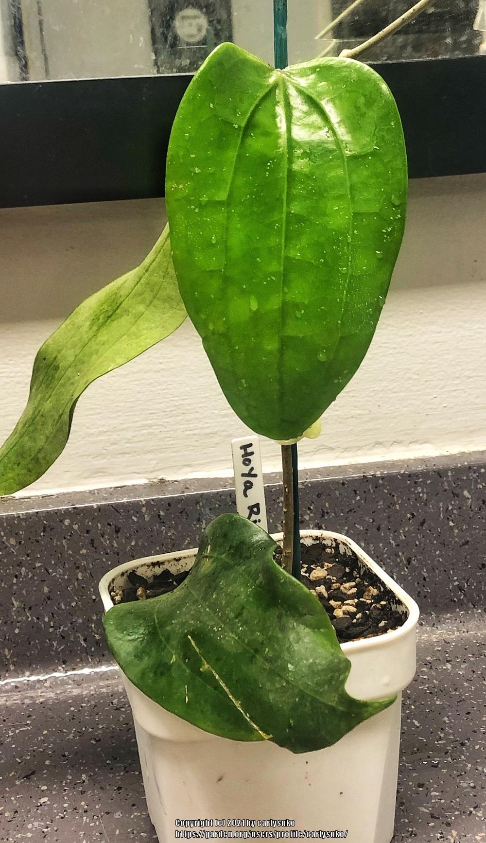 Photo of Wax Plant (Hoya rigida) uploaded by carlysuko