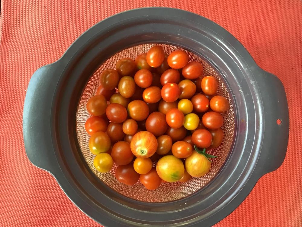 Photo of Tomatoes (Solanum lycopersicum) uploaded by gardenfish