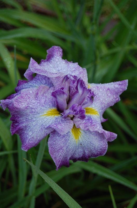 Photo of Japanese Iris (Iris ensata 'Jocasta') uploaded by pixie62560