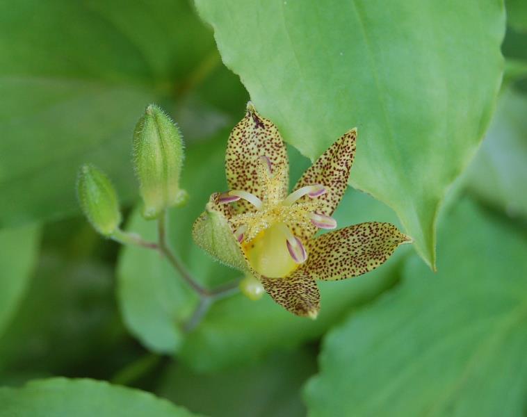 Photo of Toad Lily (Tricyrtis 'Golden Leopard') uploaded by pixie62560