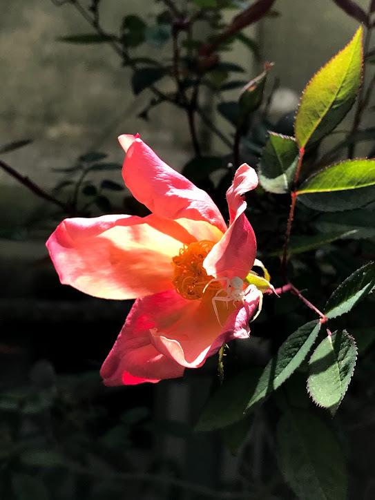 Photo of Rose (Rosa 'Mutabilis') uploaded by pmpauley