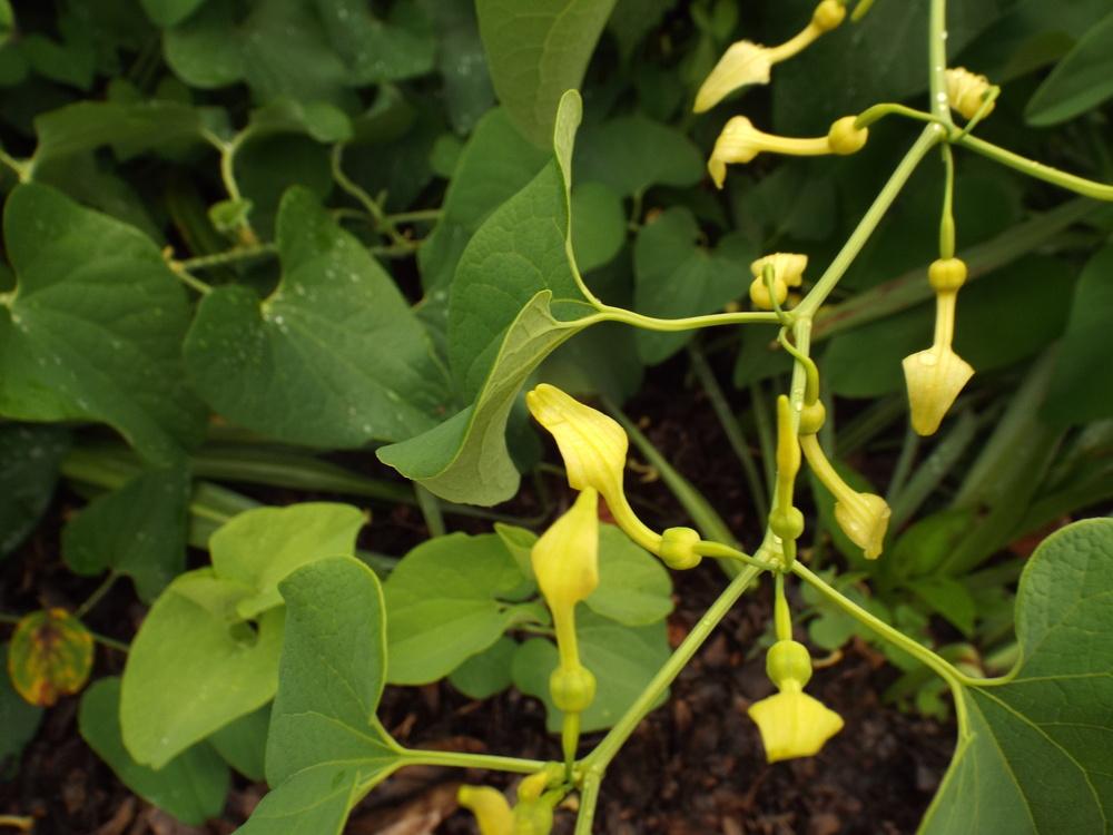 Photo of Birthwort (Aristolochia clematitis) uploaded by poisondartfrog