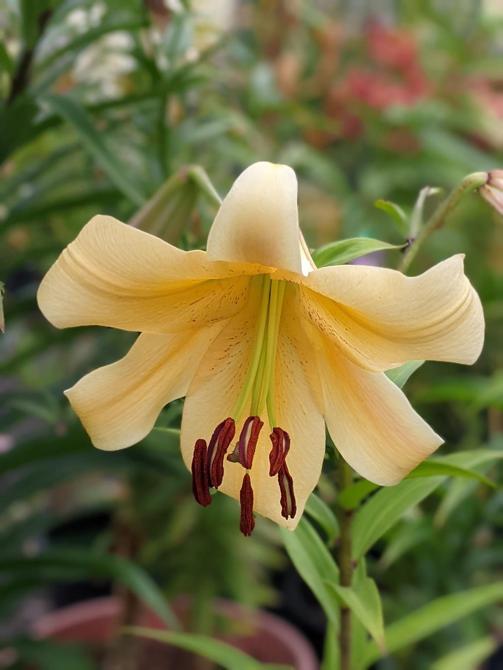 Photo of Lily (Lilium 'Northern Delight') uploaded by Joy