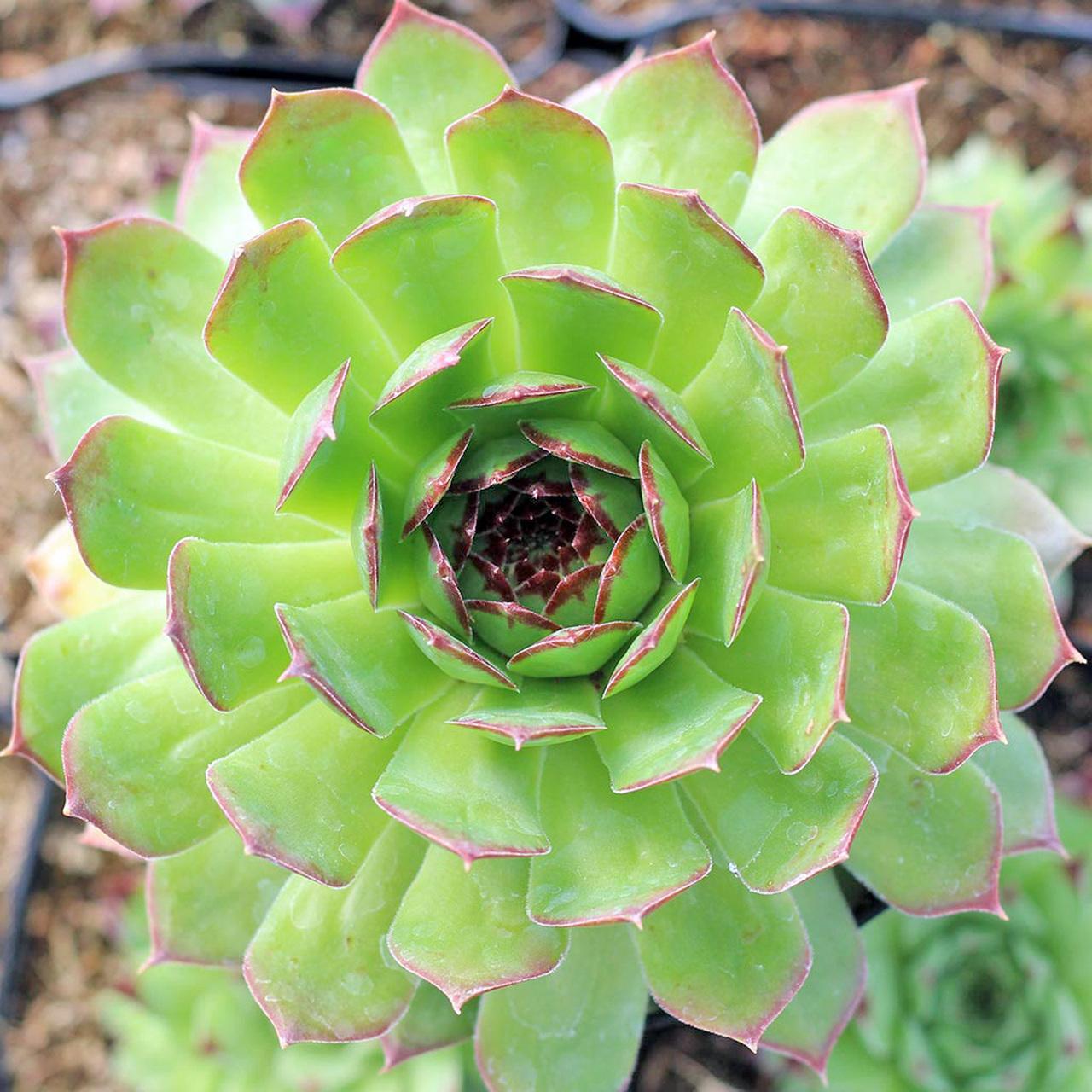 Photo of Hen and Chicks (Sempervivum 'Emerald Giant') uploaded by Joy