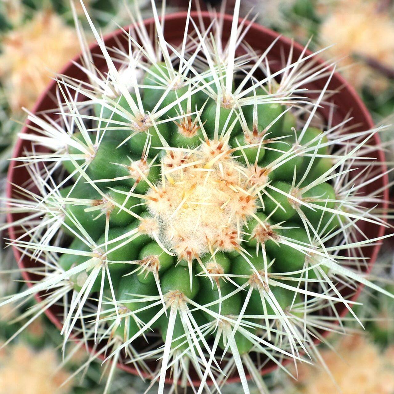 Photo of Golden Barrel Cactus (Kroenleinia grusonii) uploaded by Joy