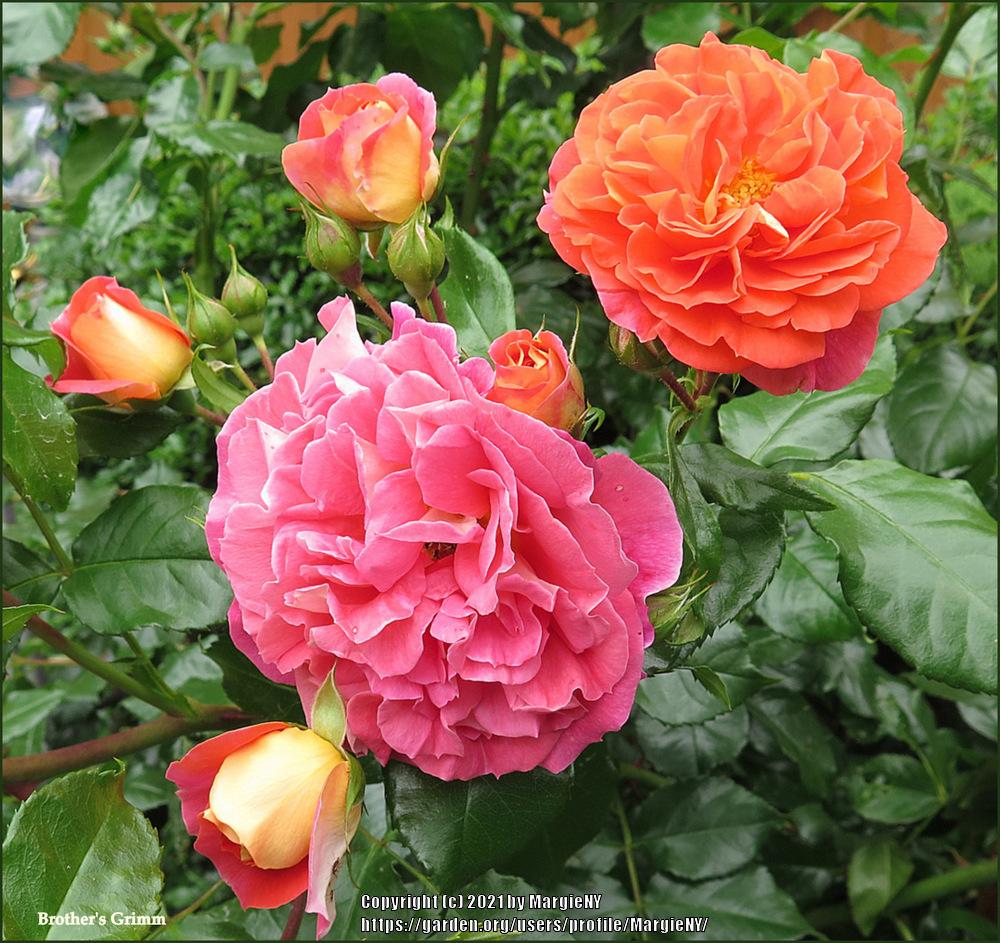 Photo of Rose (Rosa 'Gebrueder Grimm') uploaded by MargieNY