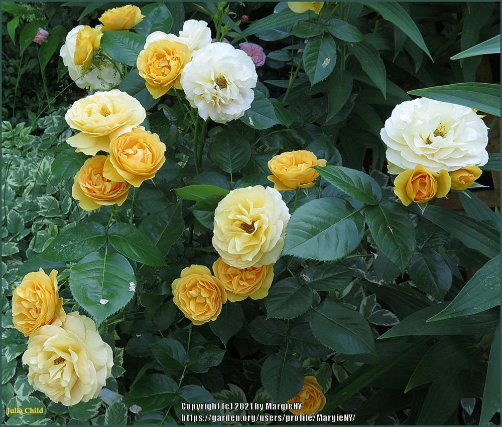 Photo of Floribunda Rose (Rosa 'Julia Child') uploaded by MargieNY