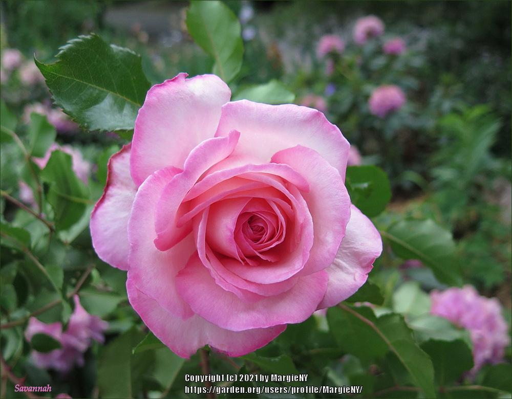 Photo of Rose (Rosa 'Savannah') uploaded by MargieNY