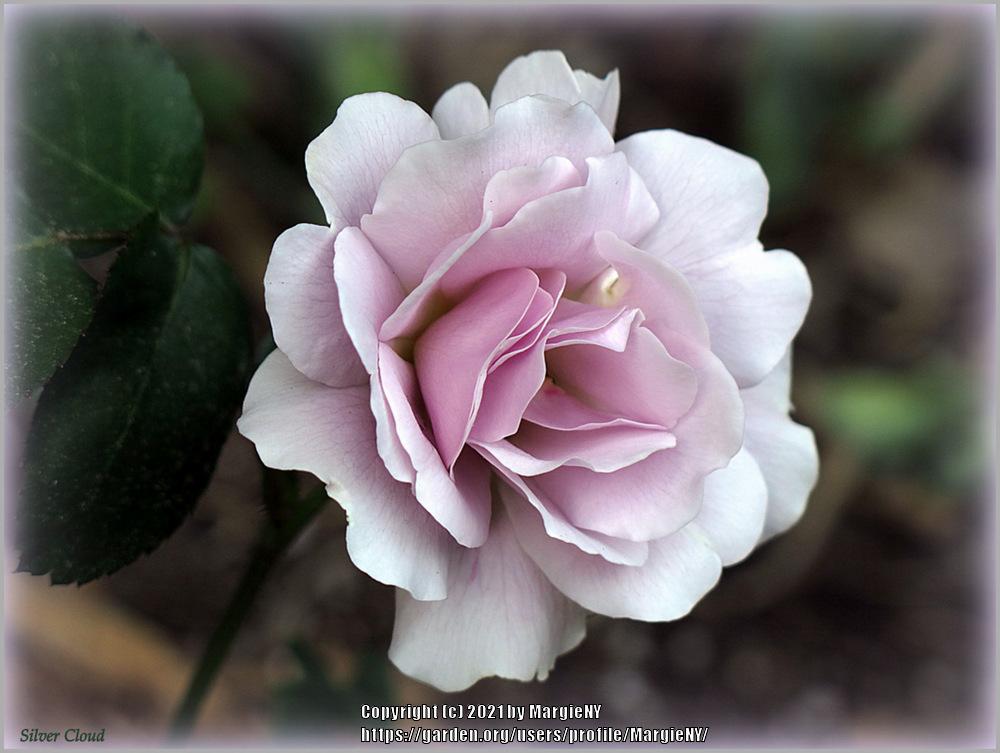Photo of Rose (Rosa 'Silver Cloud') uploaded by MargieNY