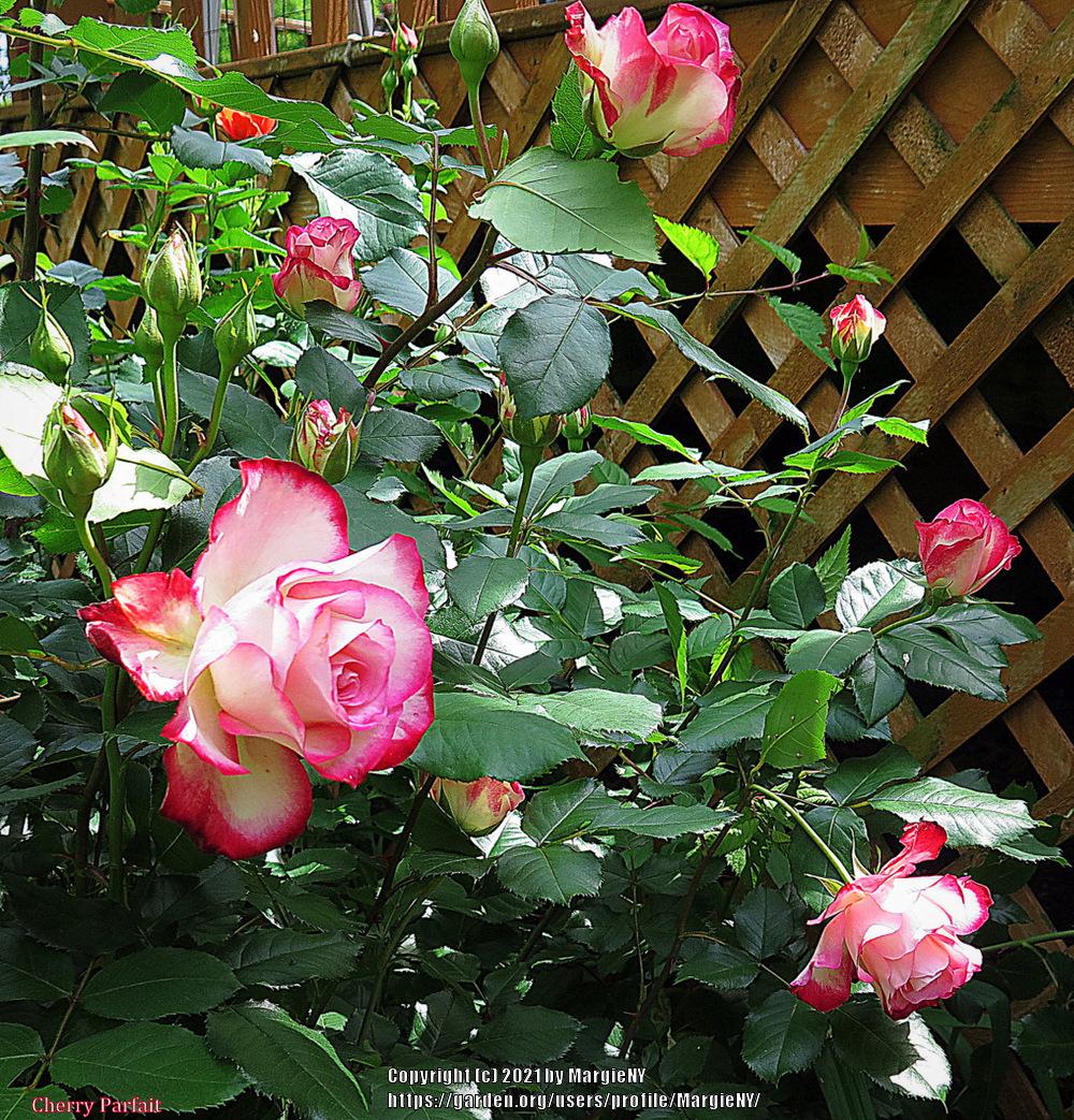 Photo of Rose (Rosa 'Cherry Parfait') uploaded by MargieNY