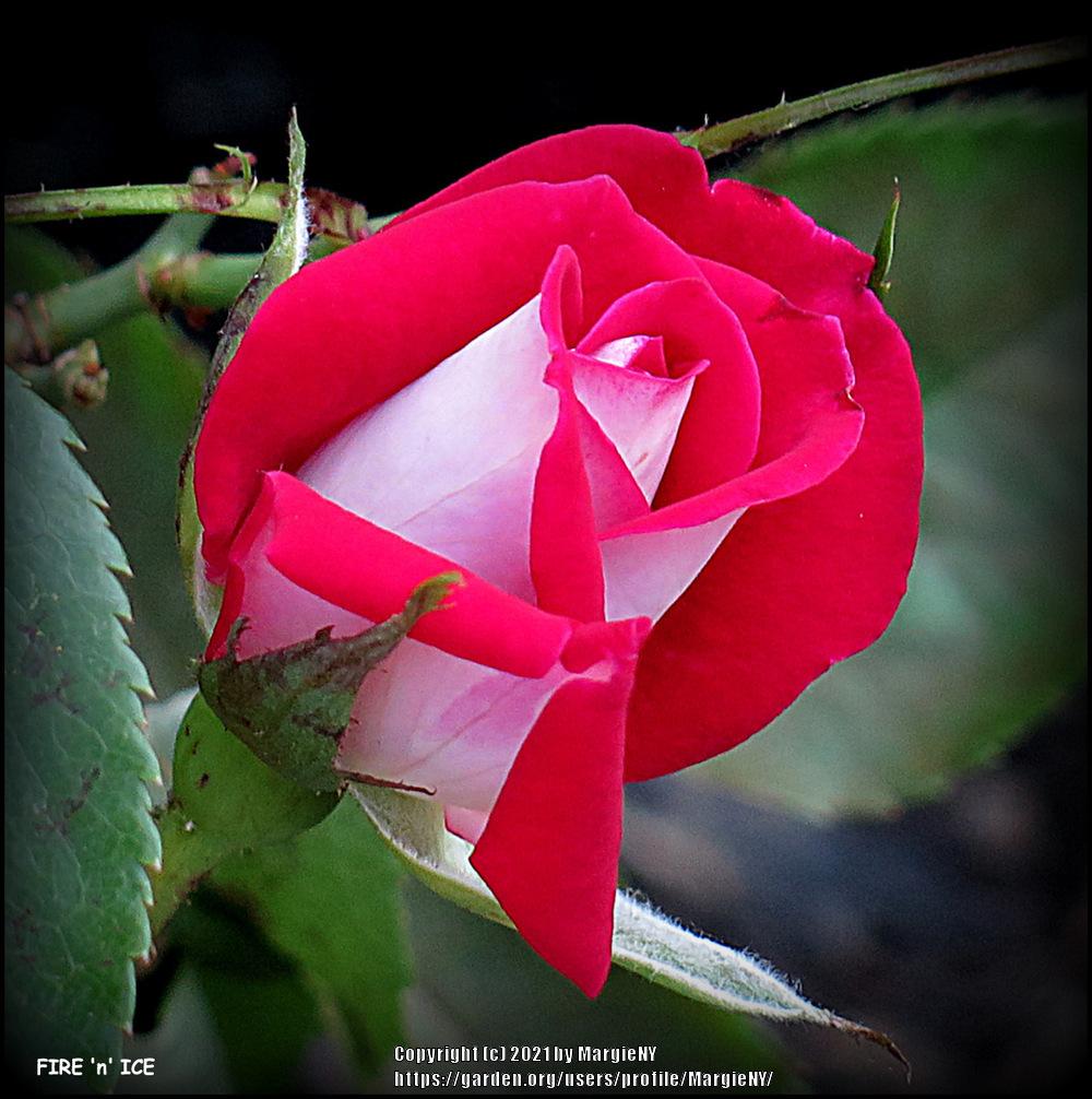 Photo of Rose (Rosa 'Fire 'n' Ice') uploaded by MargieNY