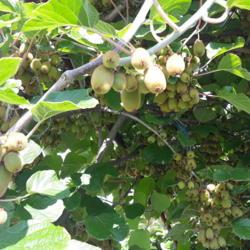 
Date: 2021-07-03
Unripe fruits, bountifull