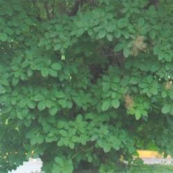 Location: Downingtown Pennsylvania
Date: 2021-07-06
the rounded leaves