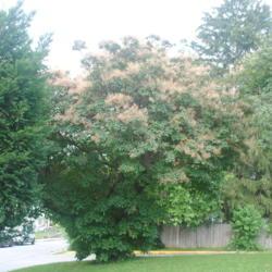 Location: Downingtown Pennsylvania
Date: 2021-07-06
old shrub-tree in bloom