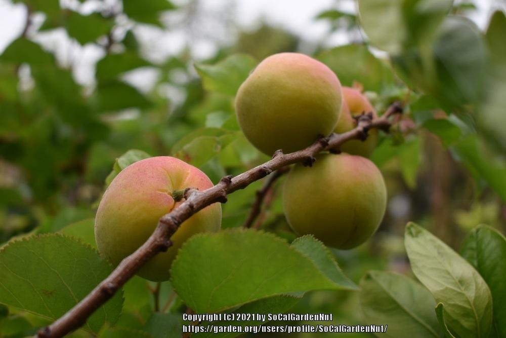 Photo of Apricots (Prunus armeniaca) uploaded by SoCalGardenNut