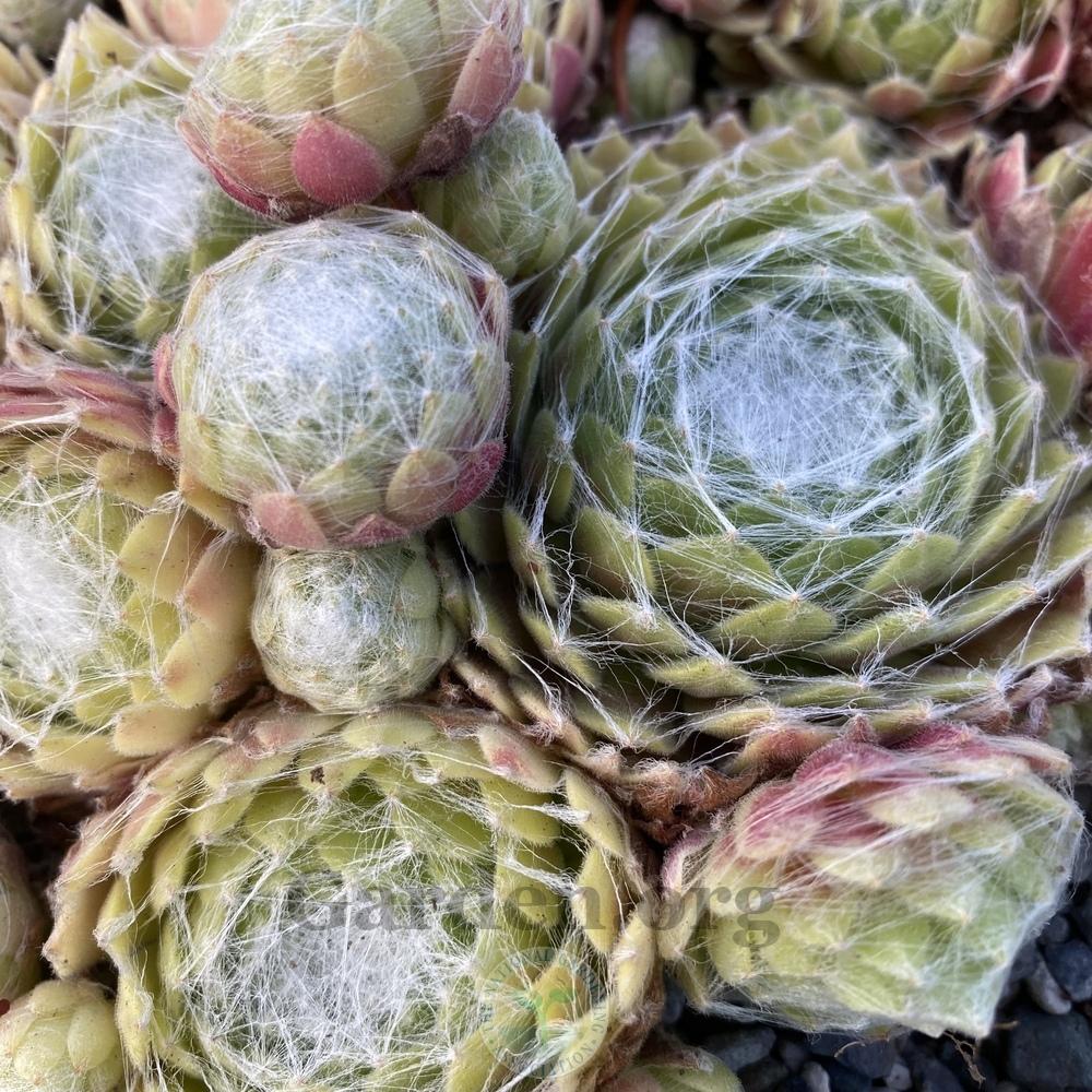 Photo of Hen and Chicks (Sempervivum arachnoideum subsp. tomentosum 'Stansfieldii') uploaded by springcolor