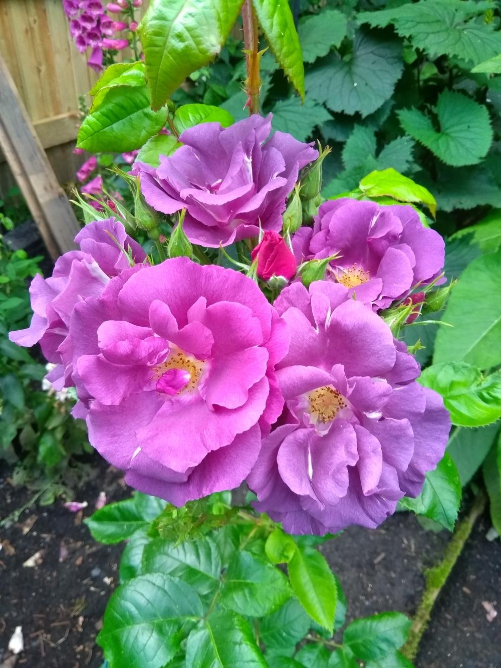 Photo of Rose (Rosa 'Rhapsody in Blue') uploaded by HollyLujah