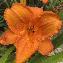 Location: Shamong, NJ
Date: 7-10-2021 - 3:15 PM
Must-have daylily for orange lovers.
