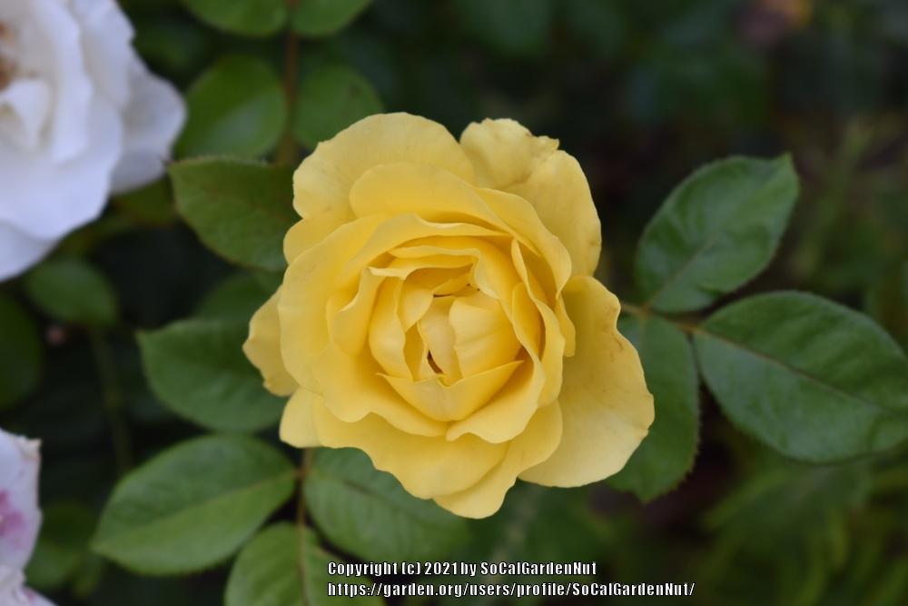 Photo of Rose (Rosa 'Walking on Sunshine') uploaded by SoCalGardenNut