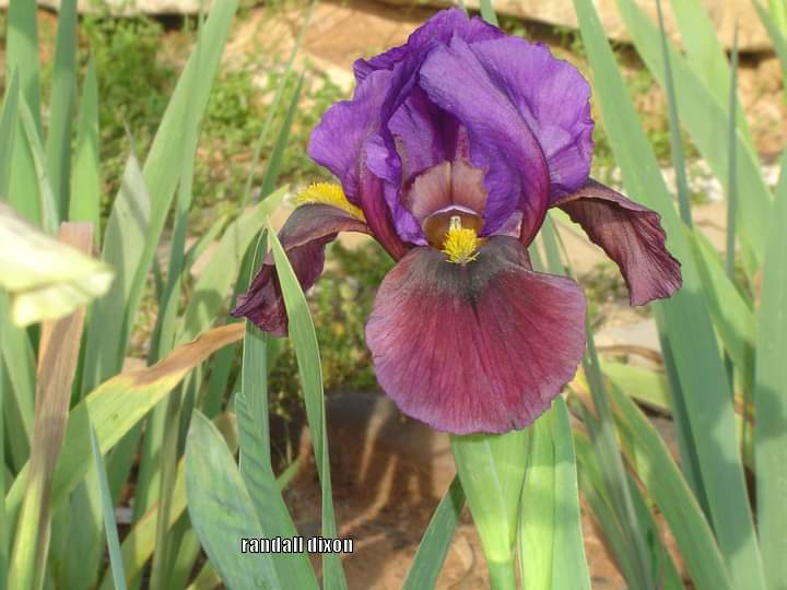 Photo of Arilbred Iris (Iris 'Omar's Torch') uploaded by arilbred