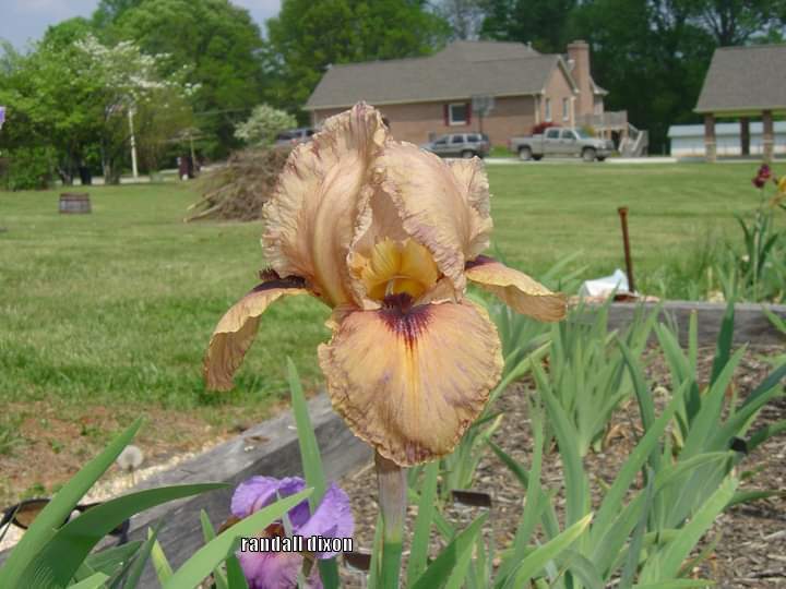 Photo of Arilbred Iris (Iris 'Frontier Spirit') uploaded by arilbred