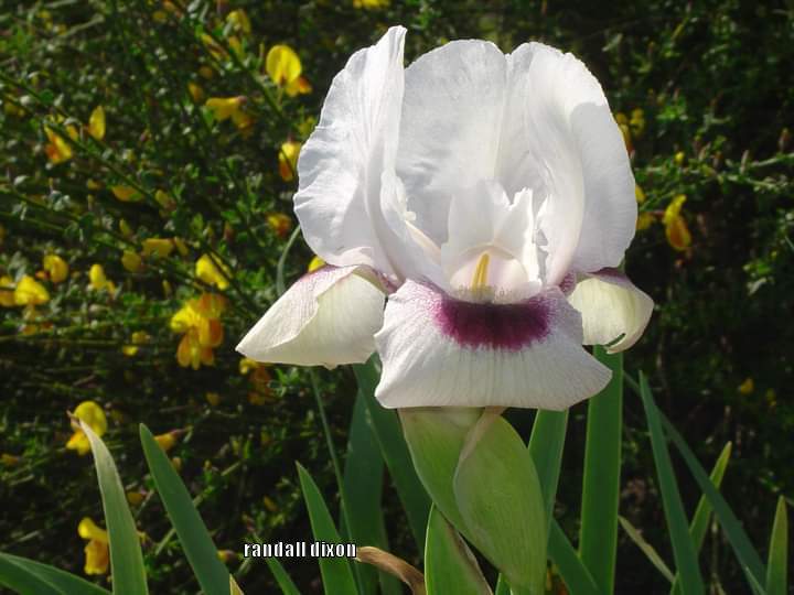 Photo of Arilbred Iris (Iris 'Masada's Glory') uploaded by arilbred