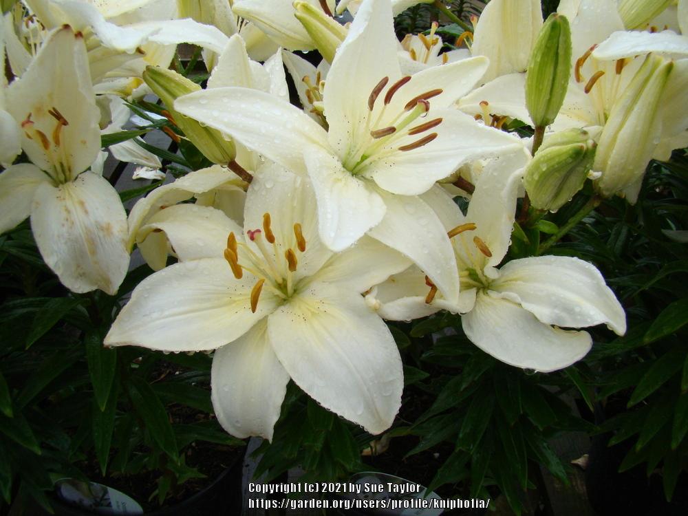 Photo of Lily (Lilium 'New Wave') uploaded by kniphofia