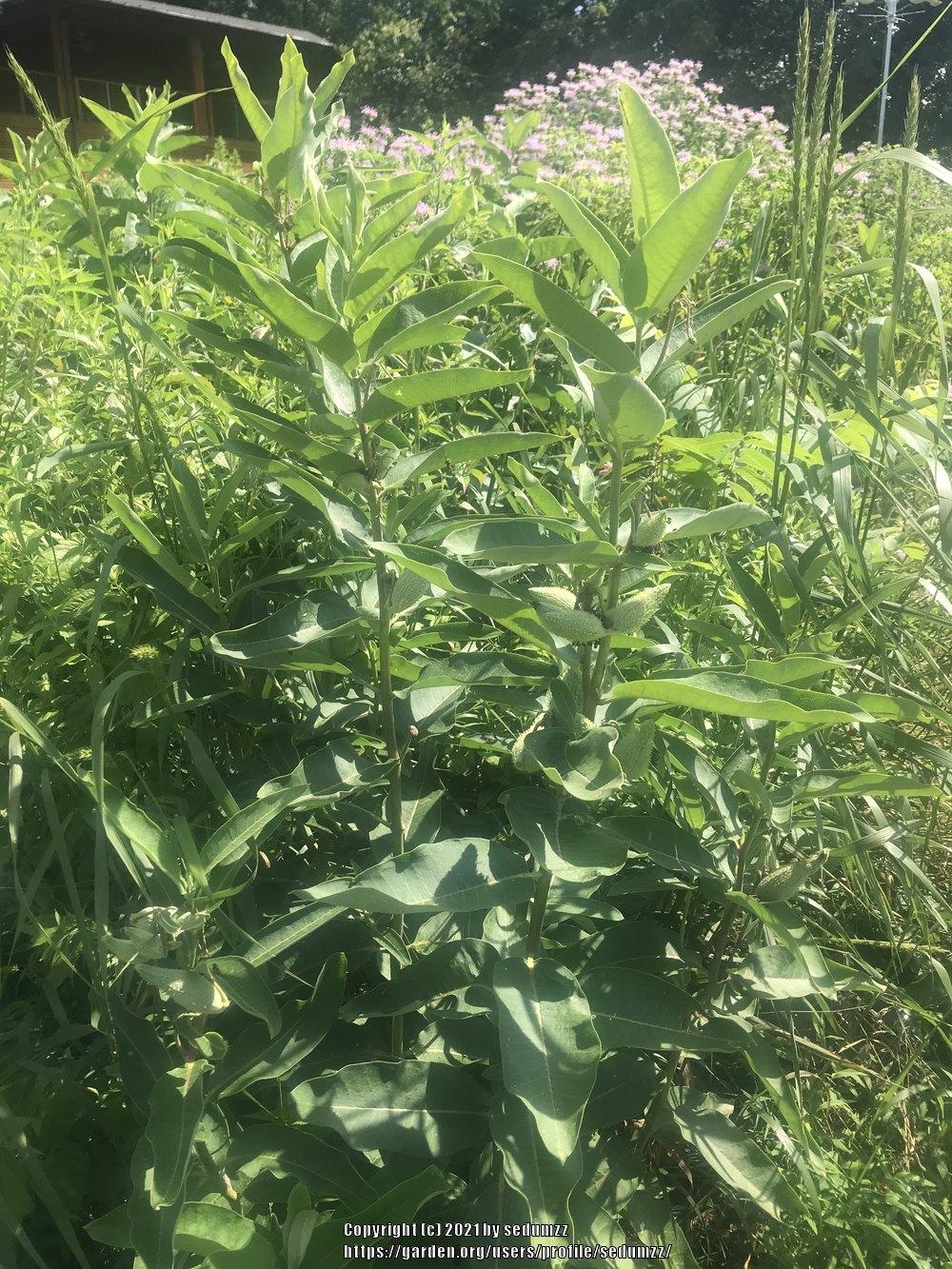 Photo of Common Milkweed (Asclepias syriaca) uploaded by sedumzz